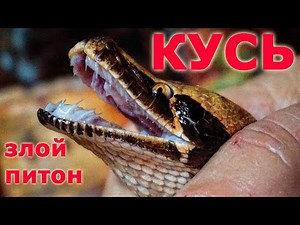 Короткохвостый питон кусается и злится. Angry short-tailed python curtus bites and agressive