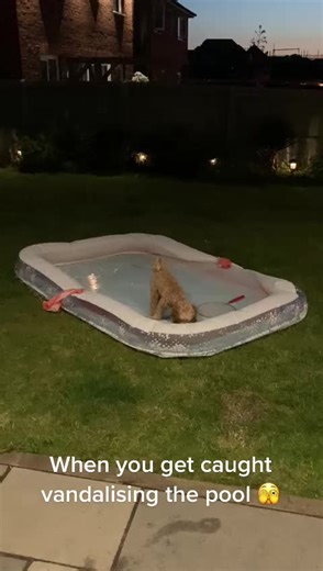 Getting caught doing bad dog shit! . . . . . #cockapoo #cockapoo_corner #cockapooclub #cockapoocrazy #cockapoodaily #cockapoolife #cockapoolove #cockapoopuppy #cutedogs #doglovers #dogoftheday #furbaby #furfriends #furfriendsforever #pets #petsoftiktok #poodlemix #puppylife #puppylove #puppyoftheday #woof #baddog #baddogshit #funnydog #funnydogvideos