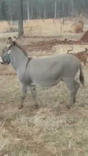 Donkey laughs at dog getting shocked by Electric fence 😂
