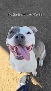 3.5K views · 75 reactions | Maegan For The Dogs with BART! ***STAFF...