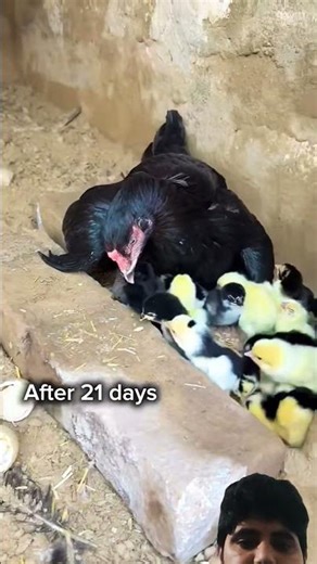 #chicken #viral #viral