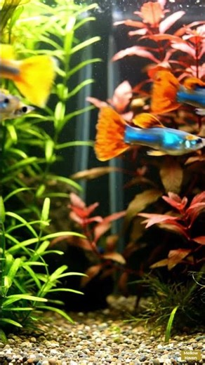 Colorful Guppy Fish Swimming in a Beautiful Aquarium