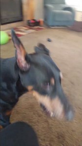 Dastardly Doberman whines like a tea kettle and spins like a top.