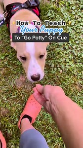 147K views · 1.7K reactions | 画Potty Train Your Puppy In 1 Week画 #puppytraining #puppyclass #puppytraining101 #puppytips #puppylife #puppytrainingtips #virtualdogtraining #privatedogtraining #dogobedience #pottytraining | Best Buddy Dog Trainer, LLC | Facebook
