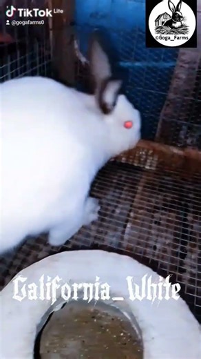 The Californian White Rabbit🐰✊