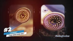 Fishing Superstitions From Around the World