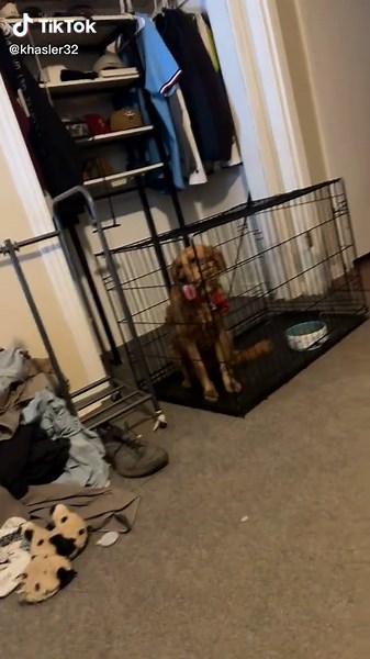 My little window licker❤️… #golden