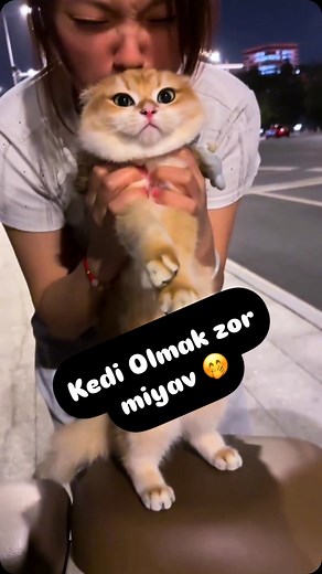ReelsY111 on Instagram: "Bu Dünyada Kedi Olmak Zor 🤭😂 @lin.shenyuan @reels_y111 #life #explore #photo #cool #instagood #izle #video #kesfet #keşfetteyiz #kesfetteyiz #shorts #yorum #reels #reelsinstagram #reels_y111"