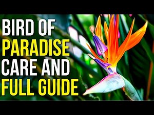 Bird Of Paradise Care And Info | Bird Of Paradise Plant Care Tips