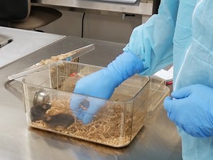 A Mouse Model of Orthopedic Surgery to Study Postoperative Cognitive Dysfunction and Tissue Regeneration