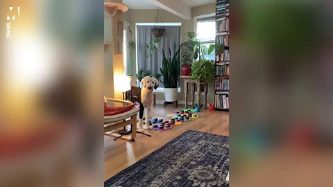 Meet the genius dog who has learnt how to speak using a sound board