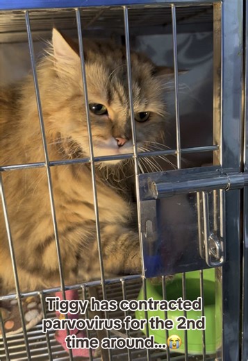 Get well soon, Tiggy! 😭 #cat #catsoftiktok #fypシ #catlover #siberianforestcats #siberiancatlovers #siberiancats #meow