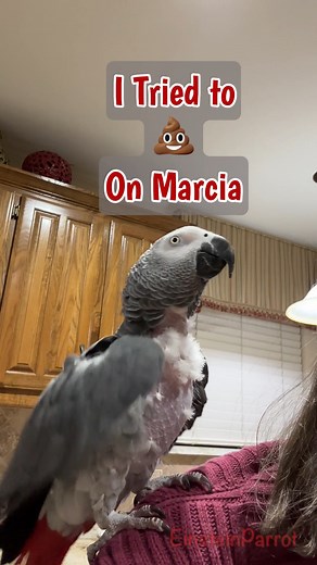79K views · 2.6K reactions | Sometimes I try to poop on Marcia. This time I missed. #pets #funnyanimals #fblifestyle #poop | Einstein the Talking Texan Parrot | Facebook