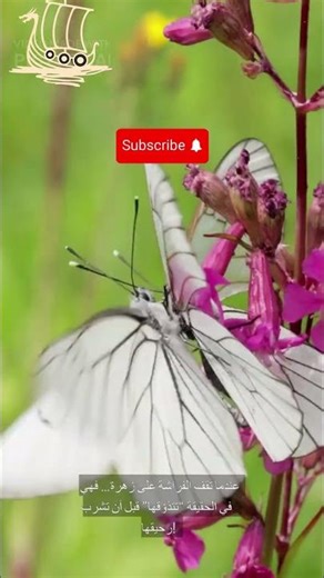 🦋 هل تعلم أن الفراشات تتذوّق الطعام بأقدامها؟ حقيقة ستصدمك! #هل_تعلم