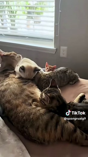 Rescue a Family of Cats | Heartwarming Rescue Story