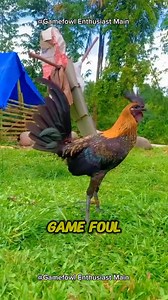 1.8K views · 103 reactions | Breeding Practices #gamefowleducation #poultrycaretips #responsiblebreeding | Gamefowl Enthusiast | Facebook