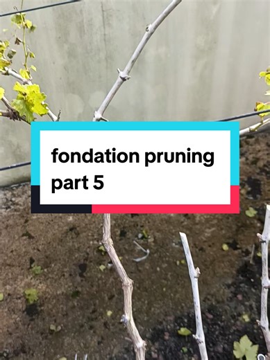 Foundation Pruning Techniques for Grapes: Part 5