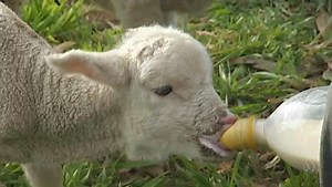 Play School: Visit a sheep farm - ABC Education