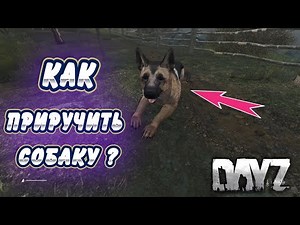 Dayz Mod питомец | Как приручить собаку?