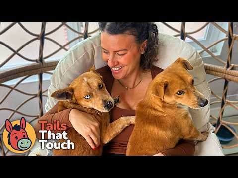 Reuniting Two Dogs Who Survived The Streets Together (It Didn't Go as Planned)