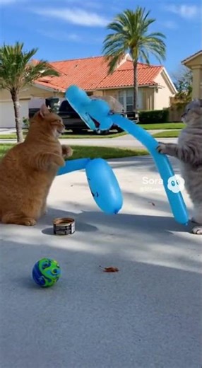 Cats Battle with Balloon Toys! The Funniest Paw Fight Ever 🎈😹 #animals
