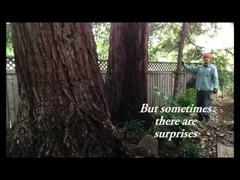 How fast does a REDWOOD GROW ?