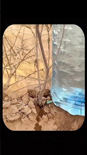 You Won’t BELIEVE How One Bottle and a Needle Keep Plants Alive in the Desert! #shorts