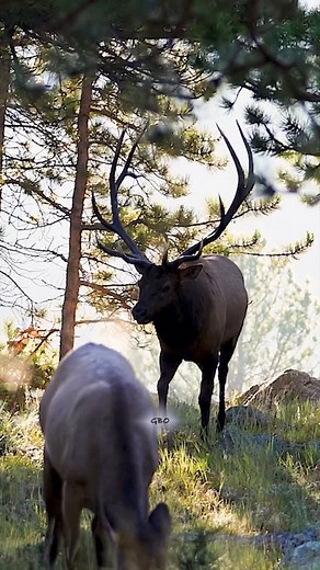 A cold September morning. #photography #wildlife #nature #reels #foryoupageシ #wildanimals #elk #bullelk #bull | Good Bull Guided