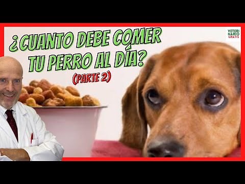 HOW MUCH SHOULD A DOG EAT PER DAY? ❣️YA WHETHER AN ADULT OR PUPPY