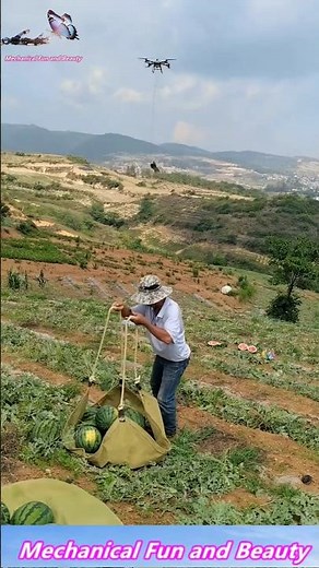 Farmers harvesting watermelons using high-tech drones