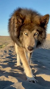 9.8K views · 690 reactions | Puppy become wolf  | We are the Alpha Wolves | Facebook