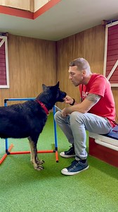 21K views · 1.3K reactions | In the service dog world we always have...