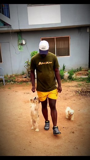 Training Session with Jade - A Smartpawz Lhasa Apso