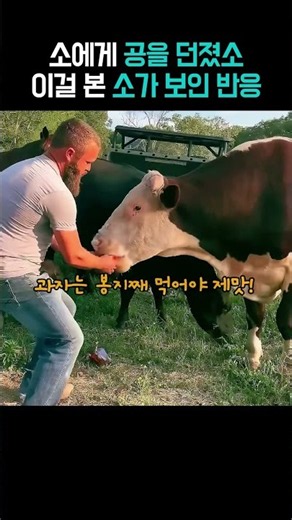 소에게 처음 공을 던졌더니 생긴일#직장인공감 #소#루퍼스