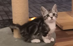 你 们 不 要 再 打 了