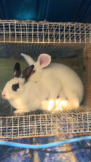 Baby Rabbits: Adorable Bunny Moments on TikTok
