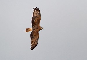 Swamp harrier - Alchetron, The Free Social Encyclopedia