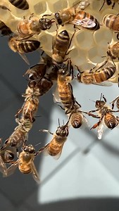 Did you know that when bees build comb they make their own scaffolding using their bodies? It is called festooning. The bees hang together leg to leg to form a kind of living lacework structure. Just another example of how cool bee are! 😀🐝 #beesarecool #macrobees #shotoniphone #slowmotion #honeybee #bee #beefact #festooning | Macro Bees