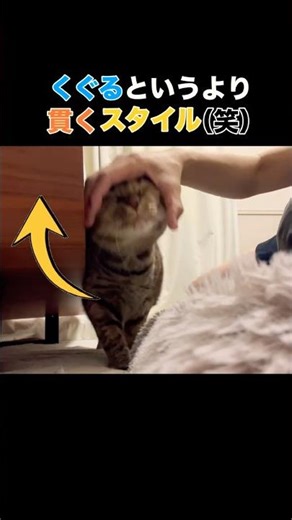 【愛猫】→ではなく⤴︎ こうなっちゃうむぎたむ🥹❤️甘え方が不器用で可愛い😍 #猫 #ねこ #猫のいる暮らし #保護猫 #元野良猫 #不器用 #かわいい #麦わら猫 #愛猫 #むぎ