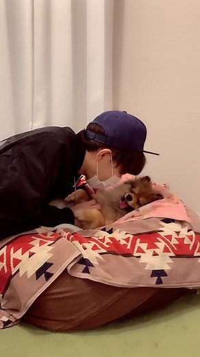 先生見てない時に踊り出すやつの犬ver🐶✨#甘えん坊 #散歩大好き #犬 #うちのわんこ #dog #foryou #わんだふる