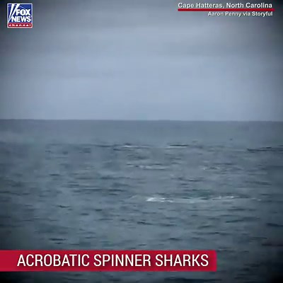 200K views · 4.1K reactions | A group of spinner sharks put on a spectacular acrobatic show for fishermen off the coast of Cape Hatteras, North Carolina. | Fox News | Facebook