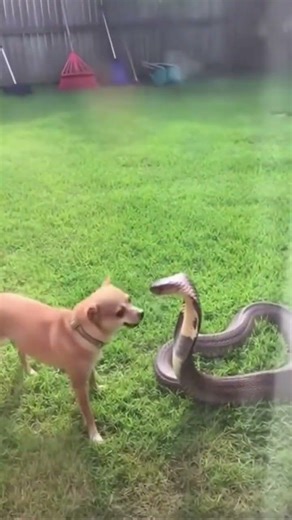 CHIHUAHUA VS SNAKE 😱 😱 😱 #viral