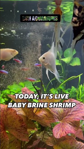 Feeding The Angelfish Aquarium Live Baby Brine Shrimp Tropical Fish Tank Boesemans Rainbowfish