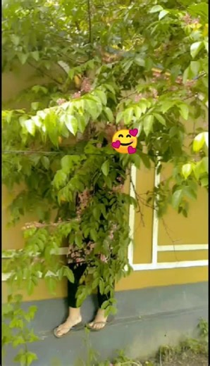 Ms Eva (@ms.eva750)’s videos with original sound - 🌟