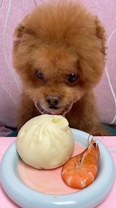 Momo 😂 #viralpost2025シ #viralvideochallenge #dog #viralchallenge #eating #viralvideos #viral #animallovers #eat #cute #eat | Sam