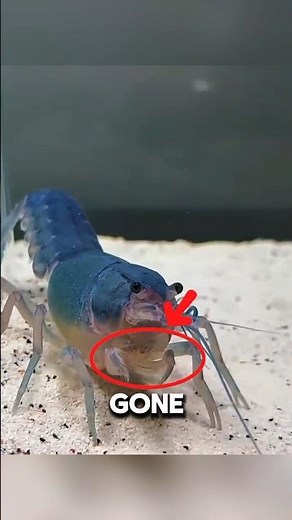 The Truth Behind the Blue Lobster Shocked Everyone! 😲