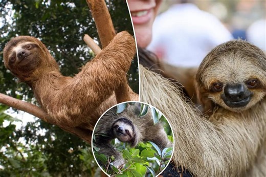 Sloths are cute but don’t hug them for a selfie, animal activists warn: ‘Can break bones with their teeth’