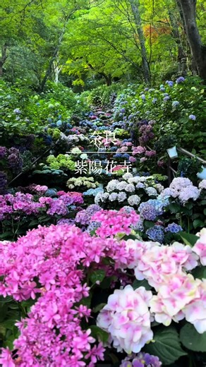 奈良県の紫陽花寺を訪れる