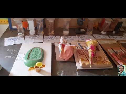 MY SCIENCE LAB//SCIENCE ACTIVITIES//SCIENCE PROJECTS