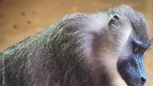 Yellow baboon (Papio cynocephalus) is a baboon in the family of Old World monkeys. The species epithet literally means dog-head in Greek, due to the shape of the muzzle and head.